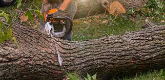 How Our Tree Care Process Works  in  Paris, IL