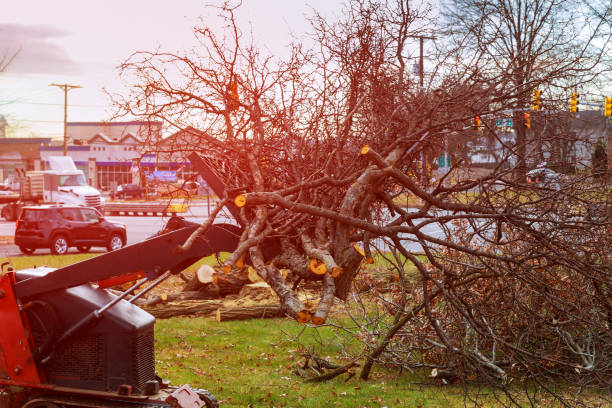 Tree and Shrub Care in Paris, IL