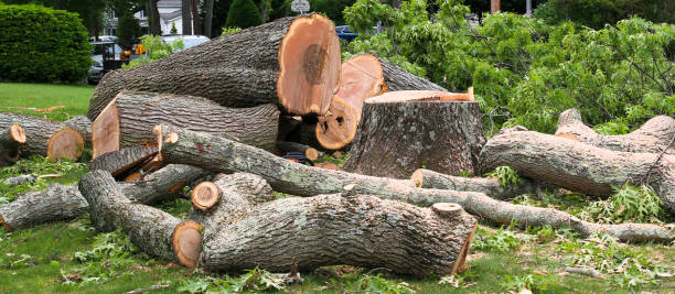 Best Tree Maintenance Programs  in Paris, IL