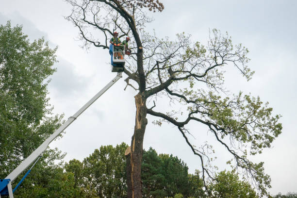 Best Emergency Tree Removal  in Paris, IL