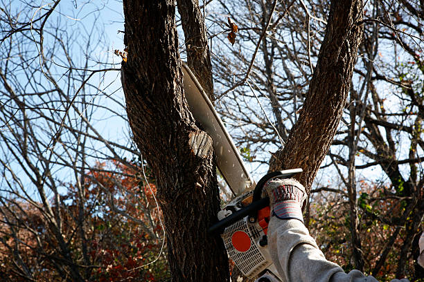 Best Hedge Trimming  in Paris, IL