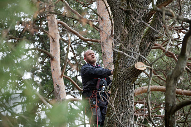 Best Tree Removal  in Paris, IL