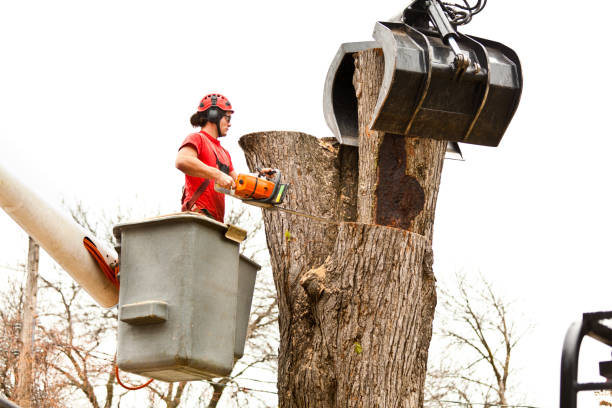 Best Tree Trimming and Pruning  in Paris, IL